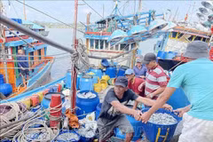 Barcos pesqueros en el puerto Tinh Ky, provincia de Quang Ngai (Foto: VNA)