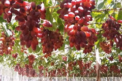 Estudia provincia vietnamita desarrollo de uvas para viticultura 