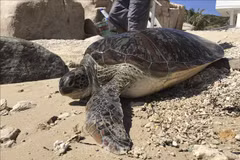Devuelven a la naturaleza en Vietnam tortuga rara en peligro de extinción