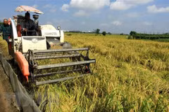 Comparte Vietnam en la ONU experiencias en la erradicación del hambre