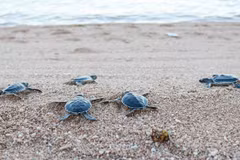 Parque Nacional vietnamita de Con Dao libera miles de tortugas bebés al mar