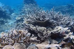 Vietnam se esfuerza por fortalecer conservación de biodiversidad marina 