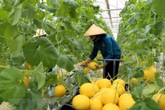 Ciudad vietnamita de Can Tho patentiza bienvenida a inversiones neerlandesas