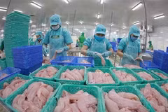 Perspectivas para aumentar las exportaciones vietnamitas de pescado Tra