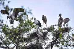 Vietnam, uno de los países pioneros en preservación de biodiversidad en Asia-Pacífico, según WWF
