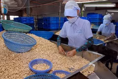 Reciben apoyo empresas exportadoras de anacardo vietnamita