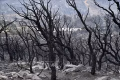 Vietnam expresa condolencias a Argelia por graves incendios forestales