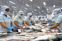 Aumentan exportaciones de pescado Tra vietnamita a Europa