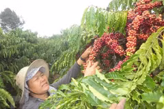 Vietnam y Alemania por impulsar nexos en comercio de café