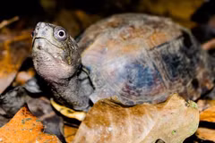 Liberan 70 tortugas al hábitat natural en Vietnam