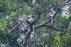 Provincia vietnamita de Quang Nam extenderá hábitat de especie amenazada 