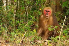 Conservan monos macacos raros en el Parque Nacional de Ben En
