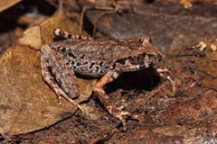 Descubren 91 nuevas especies en Vietnam