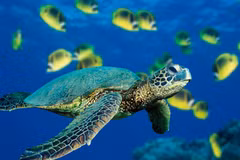 Restauran población de tortugas en peligro de extinción en Vietnam
