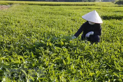 Dos ejemplos de cooperativas de seguridad alimentaria típicas de Hanoi