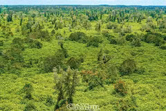 Descubren el Parque Nacional U Minh Ha en provincia de Ca Mau