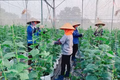 Apoyan a los agricultores de la provincia de Bac Ninh en producción agrícola