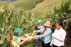 Avanza Vietnam en garantía de seguridad social y reducción de pobreza