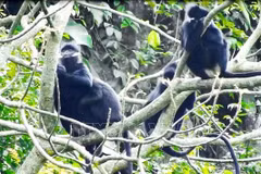 Protegen langur en el área forestal de uso especial en provincia vietnamita 