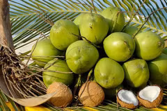 Provincia vietnamita por estimular exportación de productos de coco