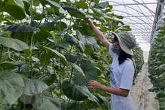 Promueven desarrollo de agricultura orgánica en provincia vietnamita