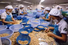 Anacardo: producto exportable clave de Vietnam