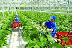 Vietnam impulsa construcción de zonas rurales inteligentes
