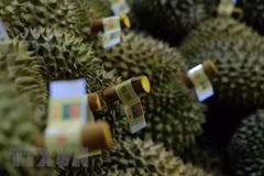 Inauguran Festival de Frutas y Durían de Vietnam en ciudad china de Tianjin