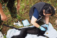 Provincia de Vietnam conserva langur en peligro de extinción 