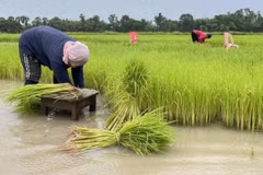 Vaticina disminución de producción de arroz en Tailandia