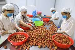 Vietnam trabaja por impulsar las exportaciones frutales