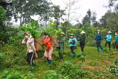 Siembran árboles en provincia vietnamita en saludo al Día Internacional de Bosques