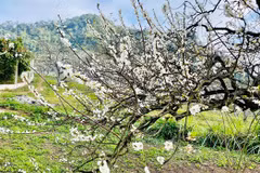 Contemplan belleza pura de flores de ciruelo en la meseta de Bac Ha 
