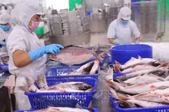 Disminuyen exportaciones de productos acuáticos de Vietnam