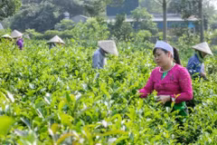 Desarrollo de economía verde, “oportunidad dorada” para mejorar bienestar social