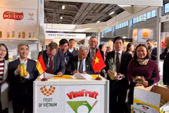 Empresas vietnamitas buscan oportunidades en Fruit Logistica 2023