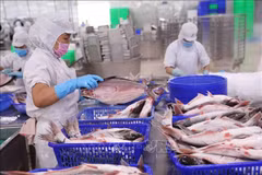 Más de 90 por ciento del pescado Tra vendido en Estados Unidos proviene de Vietnam 