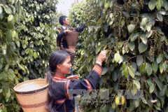 Debaten en Vietnam medidas de comercio agrícola sin causar deforestación