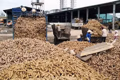 La sequía afecta producción de yuca de Tailandia