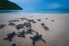 Nueva película vietnamita llama a proteger tortugas marinas