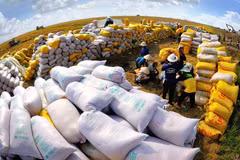 Exportaciones de arroz de Vietnam superarán cuatro mil millones de dólares en 2023