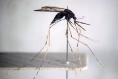 Vietnam se esfuerza por eliminar malaria para 2030