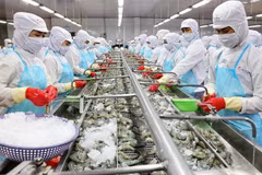 Producción acuática de Vietnam alcanza 1,18 millones de toneladas