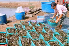 Provincia vietnamita prevé ingresar mil millones de dólares de exportaciones este año