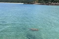 Descubren valiosa especie de tortugas marinas en aguas de Co To
