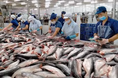 EE.UU. evalúa positivamente sobre seguridad alimentaria de pangasius vietnamita