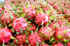 Exportaciones de pitahaya de Vietnam alcanzaron 47 millones de dólares 