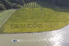 Pintura de arroz en provincia de Ninh Binh impresiona a visitantes