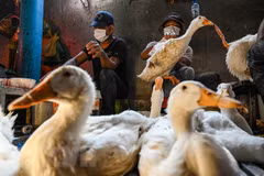 Campuchia reporta tercera muerte relacionada con H5N1