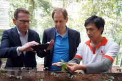 Expertos extranjeros inspeccionan cultivo de ginseng Ngoc Linh en Quang Nam